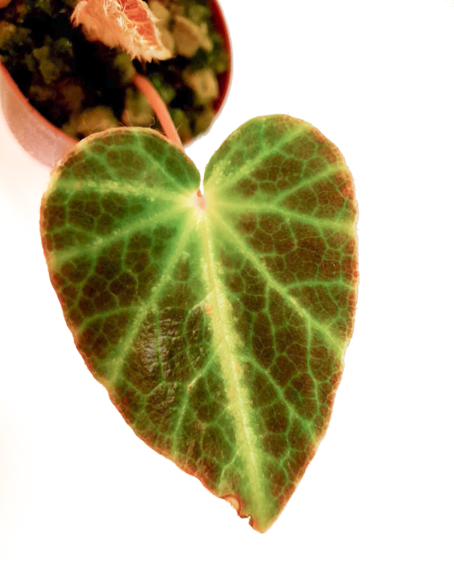 Begonia chingipengii ‘Starter’