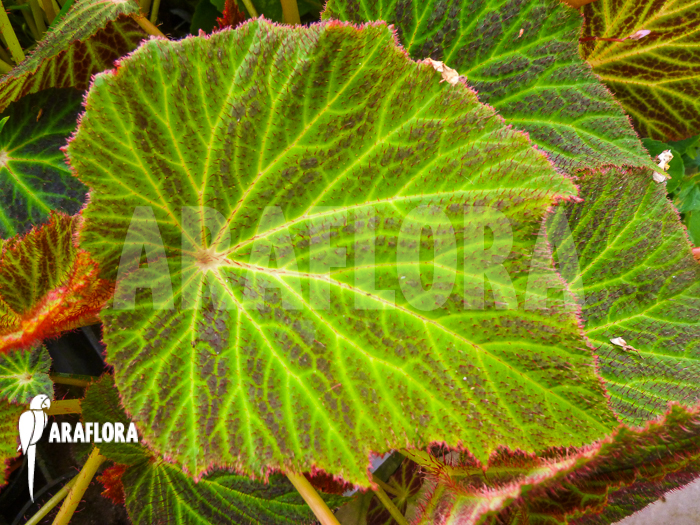 Begonia chloroneura