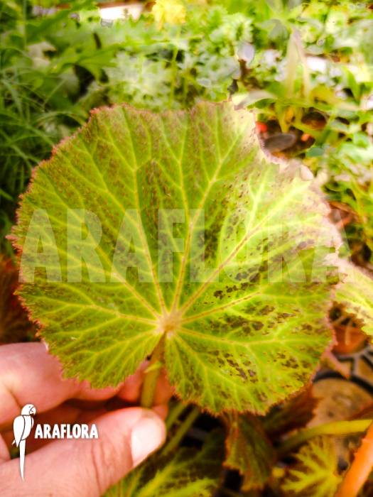 Begonia chloroneura