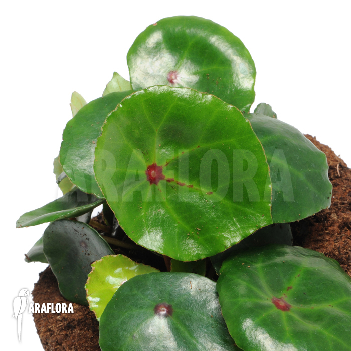 Begonia conchifolia var. rubrimacula