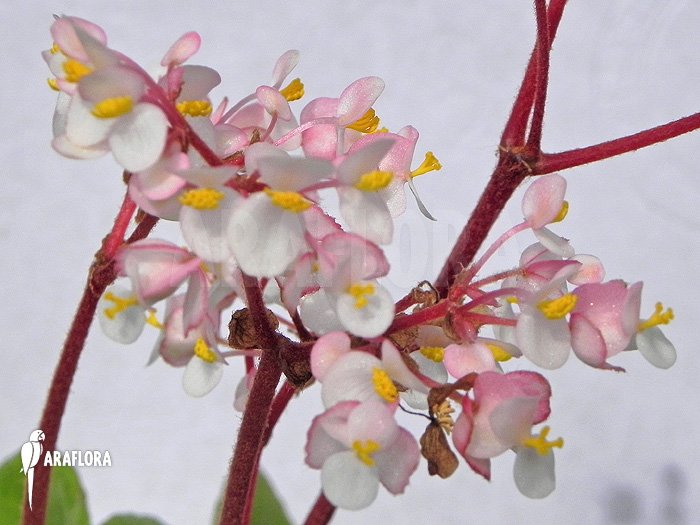Begonia conchifolia var. Rubrimacula