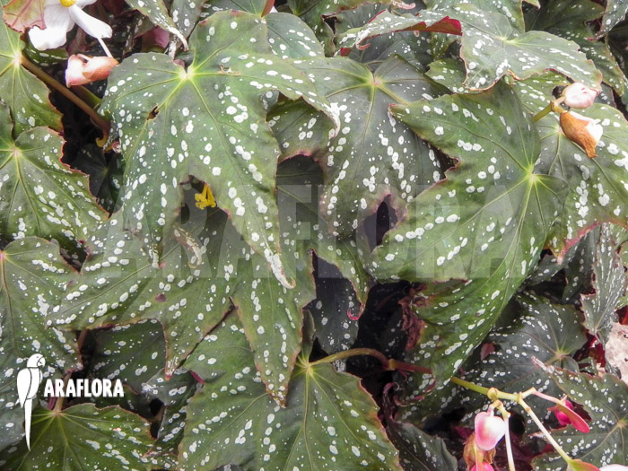Begonia deliciosa