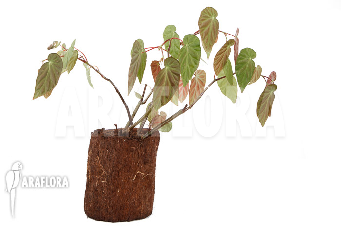 Begonia dietrichiana