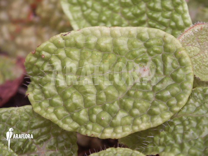 Begonia ficifolia ‘Microsperma’