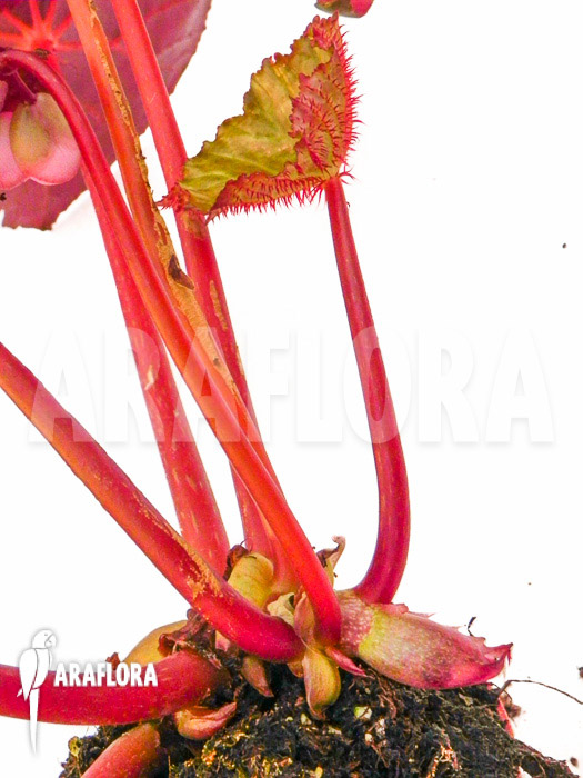 Begonia hernandioides