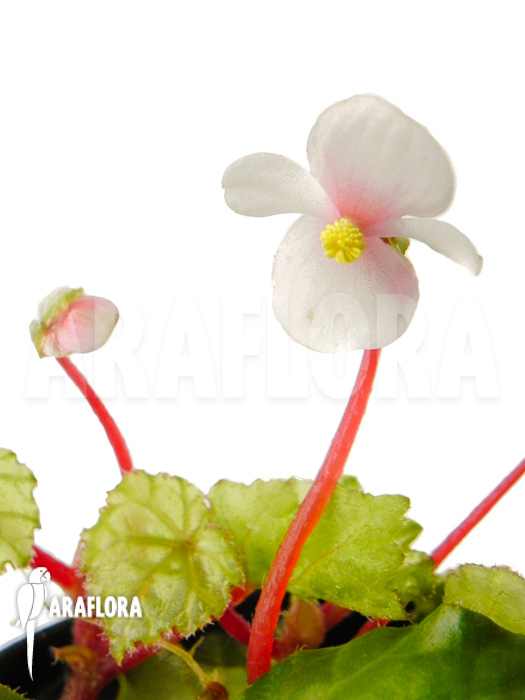 Begonia ionophylla flower