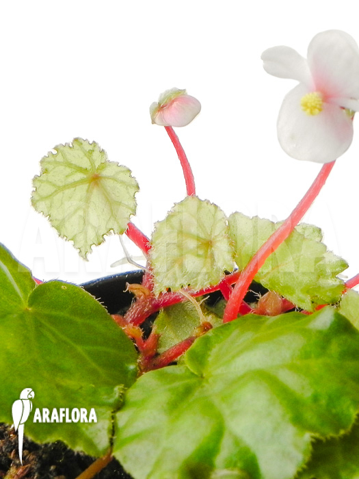 Begonia ionophylla flower