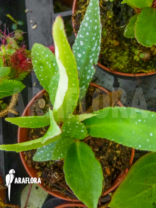 Begonia lanceolata