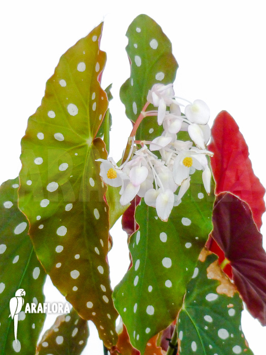 Begonia maculata