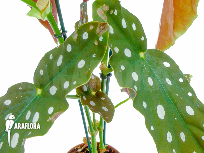 Begonia maculata
