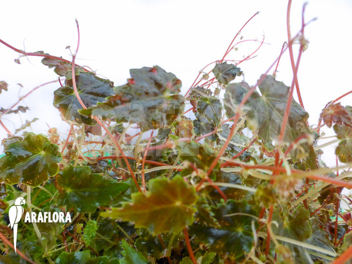 Begonia-maurandiae-1