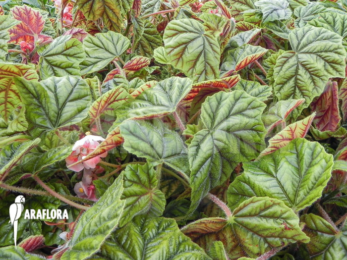 Begonia metallica