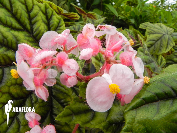 Begonia metallica flower