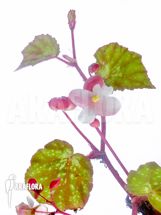 Begonia nigritarum