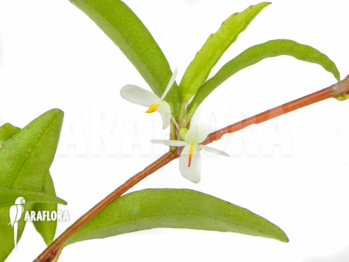 Begonia polygonoides