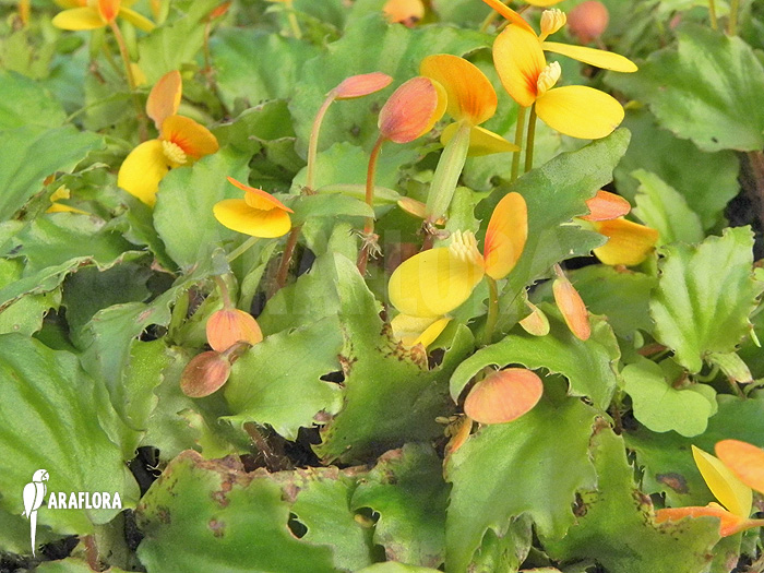 Begonia prismatocarpa ‘Flower’