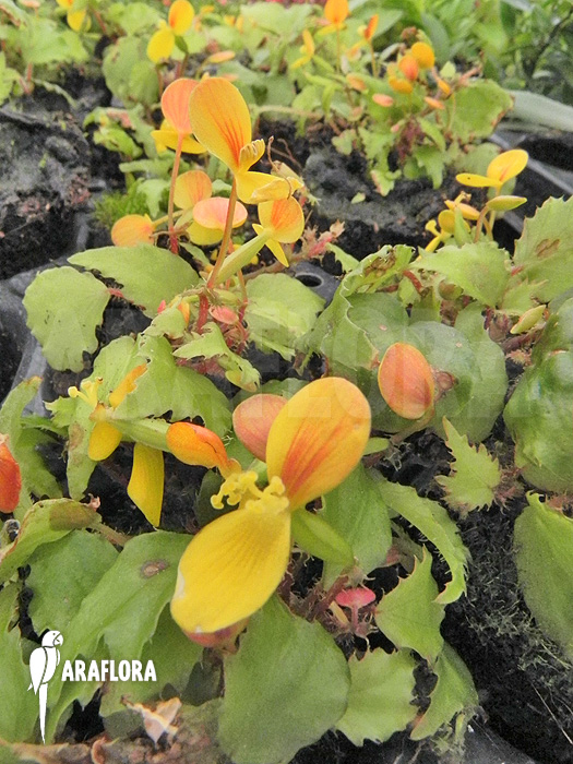 Begonia prismatocarpa ‘M’