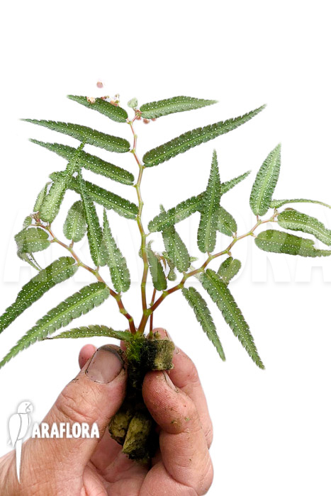 Begonia pteridiformis