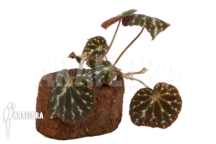 Begonia pustulata