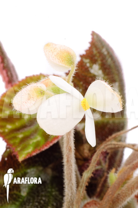 Begonia pustulata