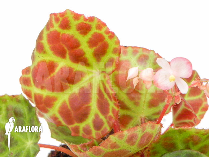 Begonia rajah ‘M’