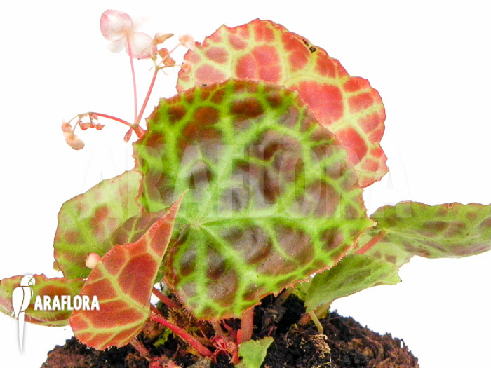 Begonia rajah ‘M’