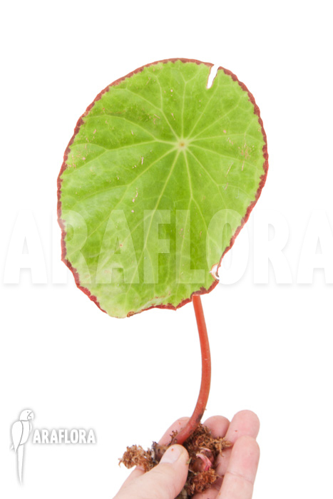 Begonia scapigera rooted cutting