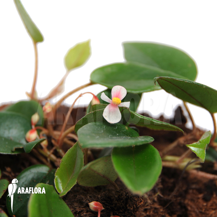 Begonia schulzei