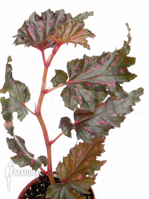 Begonia serratipetala “Small”