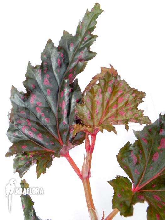 Begonia serratipetala “Small”