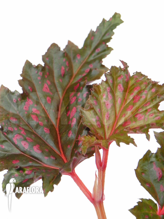 Begonia serratipetala “Small”