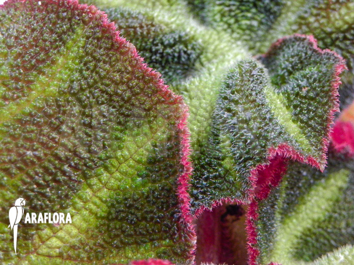 Begonia soli-mutata detail
