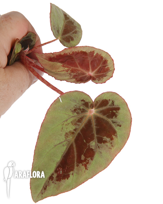 Begonia sp Borneo TypeB