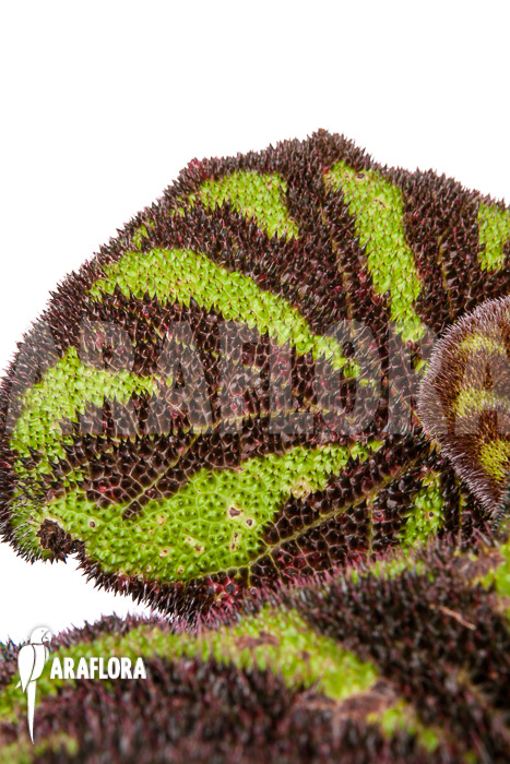 Begonia sp Vietnam 9