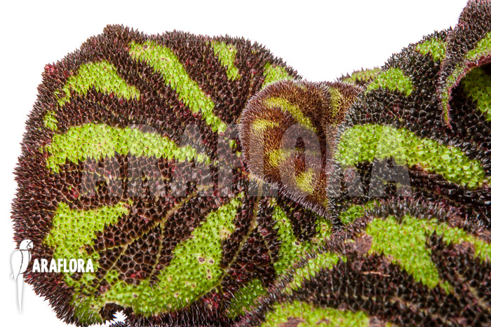 Begonia sp Vietnam 9