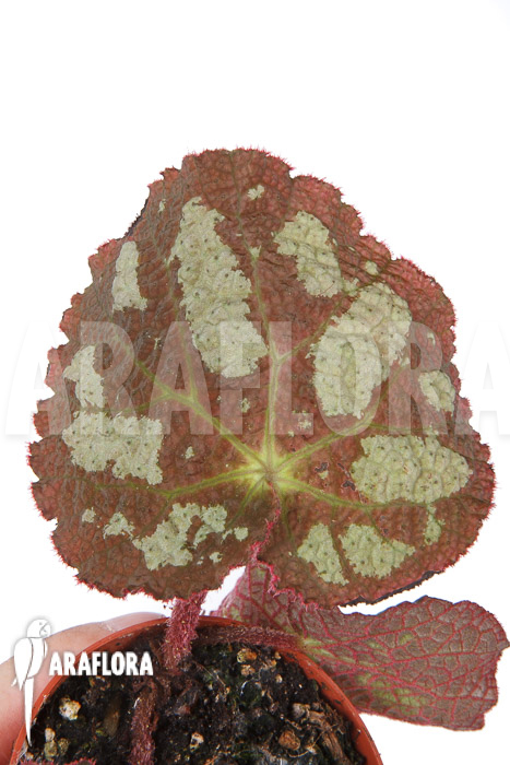 Begonia sp Vietnam A2