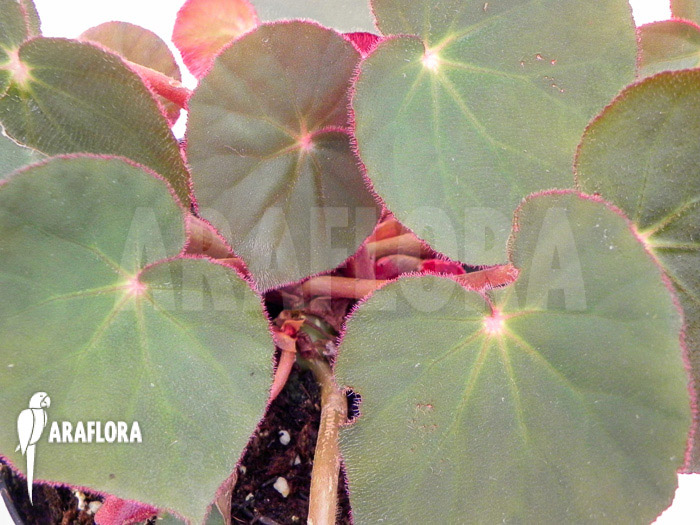 Begonia subacida