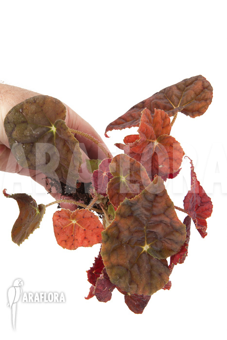 Begonia x Autumn Ember “Starter”