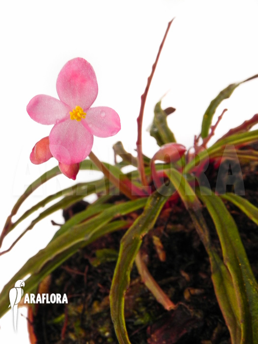 Begonia x Paulita plant detail
