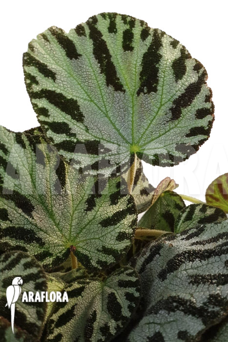 Begonia x ‘Silver Jewel’