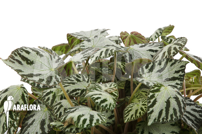 Begonia x ‘Silver Jewel’