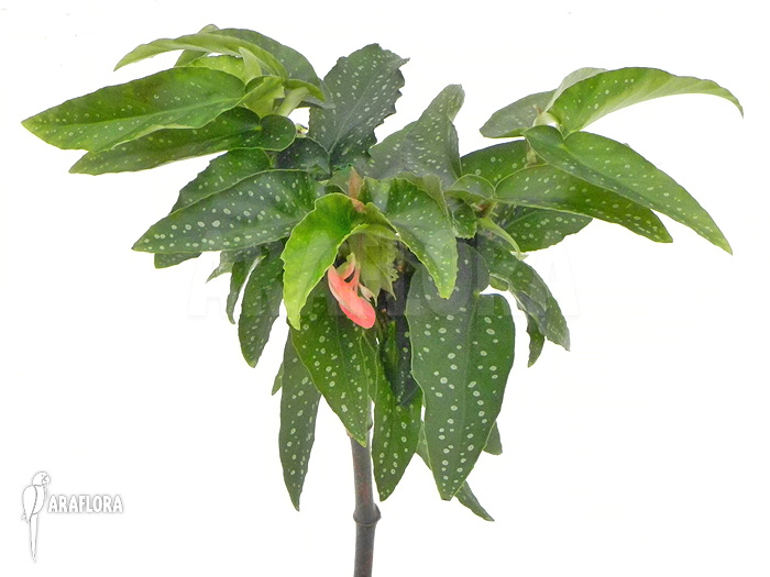 Begonia x Tamaya small purple