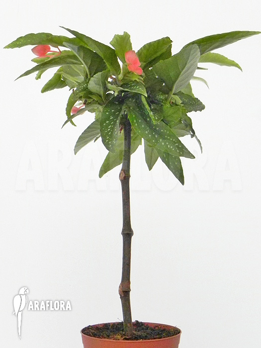 Begonia x Tamaya small purple