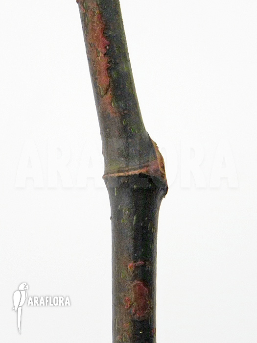 Begonia x Tamaya small purple