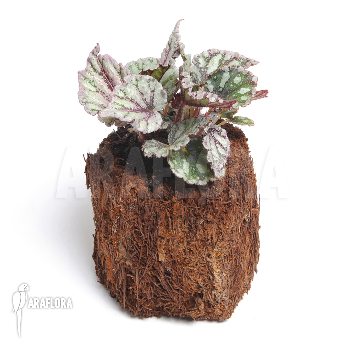 Begonia x ‘Voodoo Star’