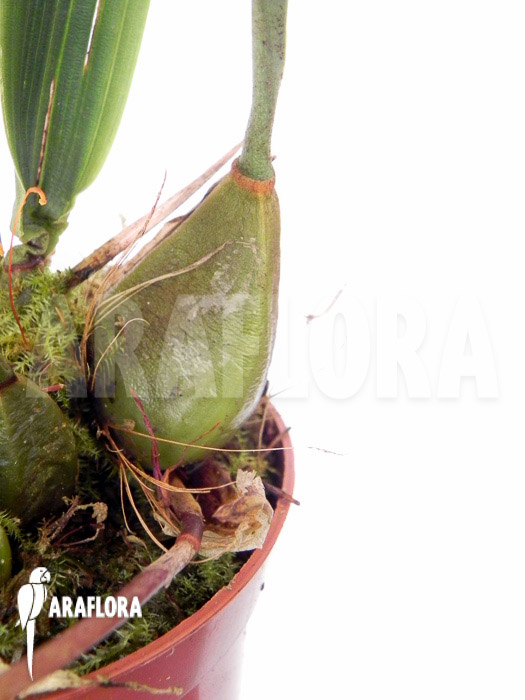 Bifrenaria aureo-fulva ‘Starter’