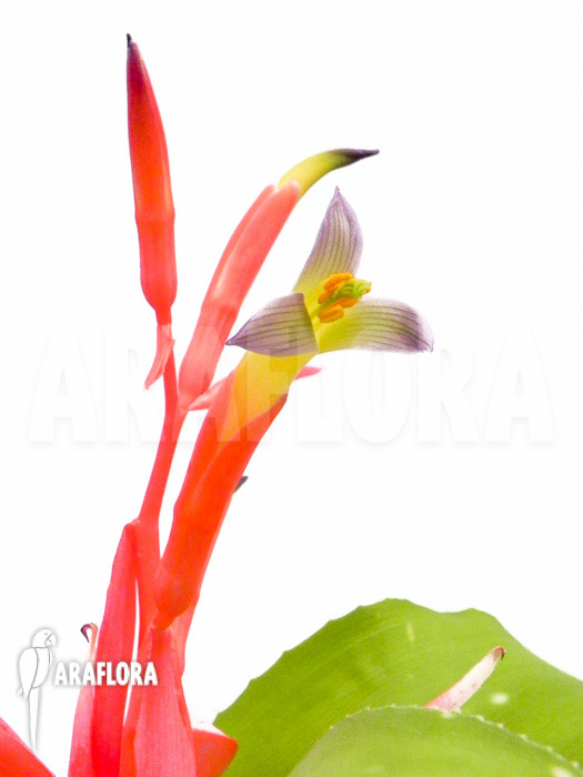 Billbergia leptopoda flower