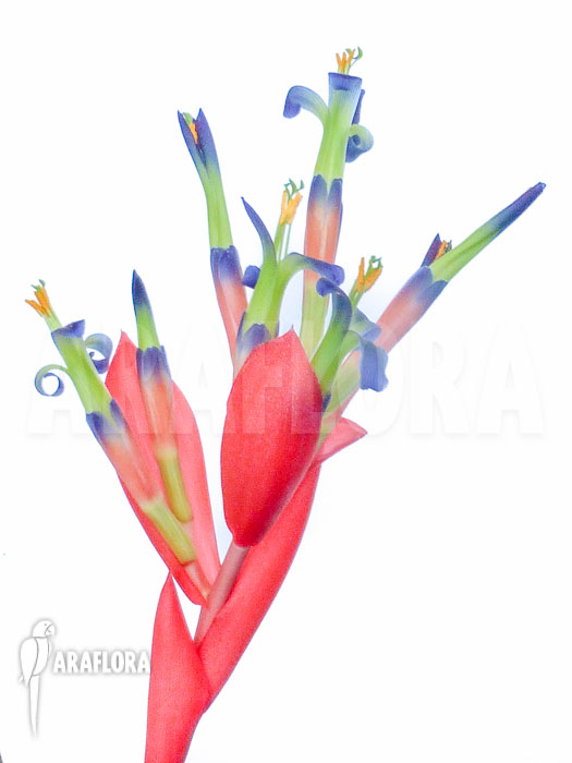 Billbergia morelli flower