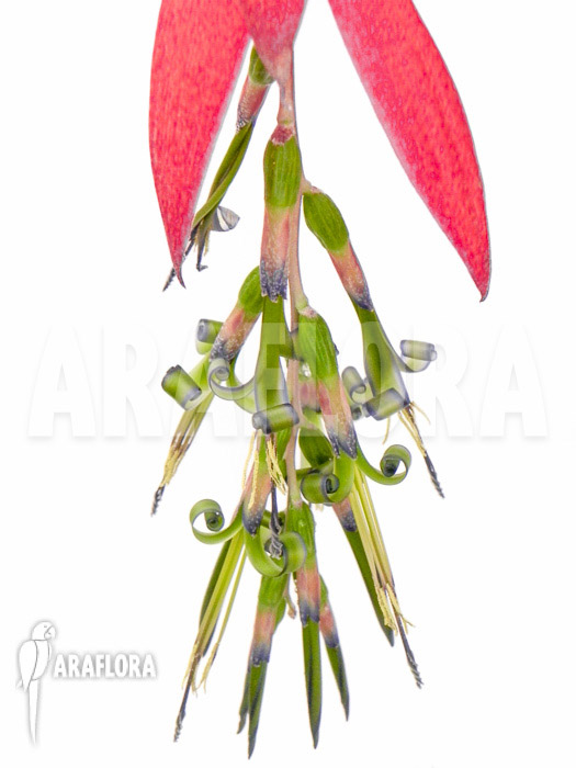 Billbergia x windii (nutans x decora)