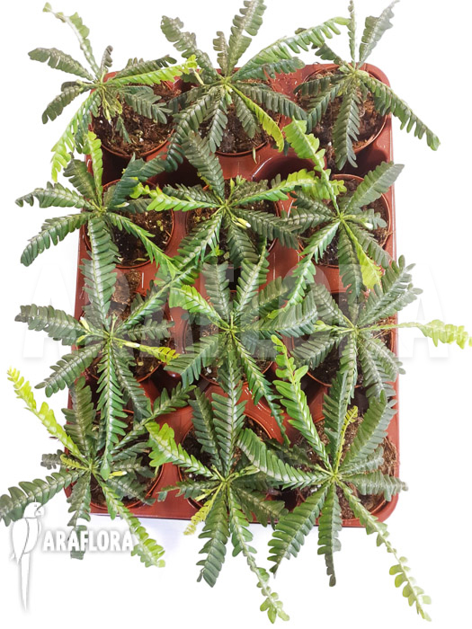 Biophyttum-x-Snowman-10